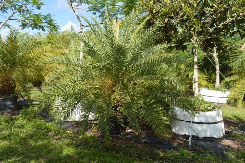 phoenix-sylvestris-sylvester-date-palm-silver-date-palm-wild-date-palm