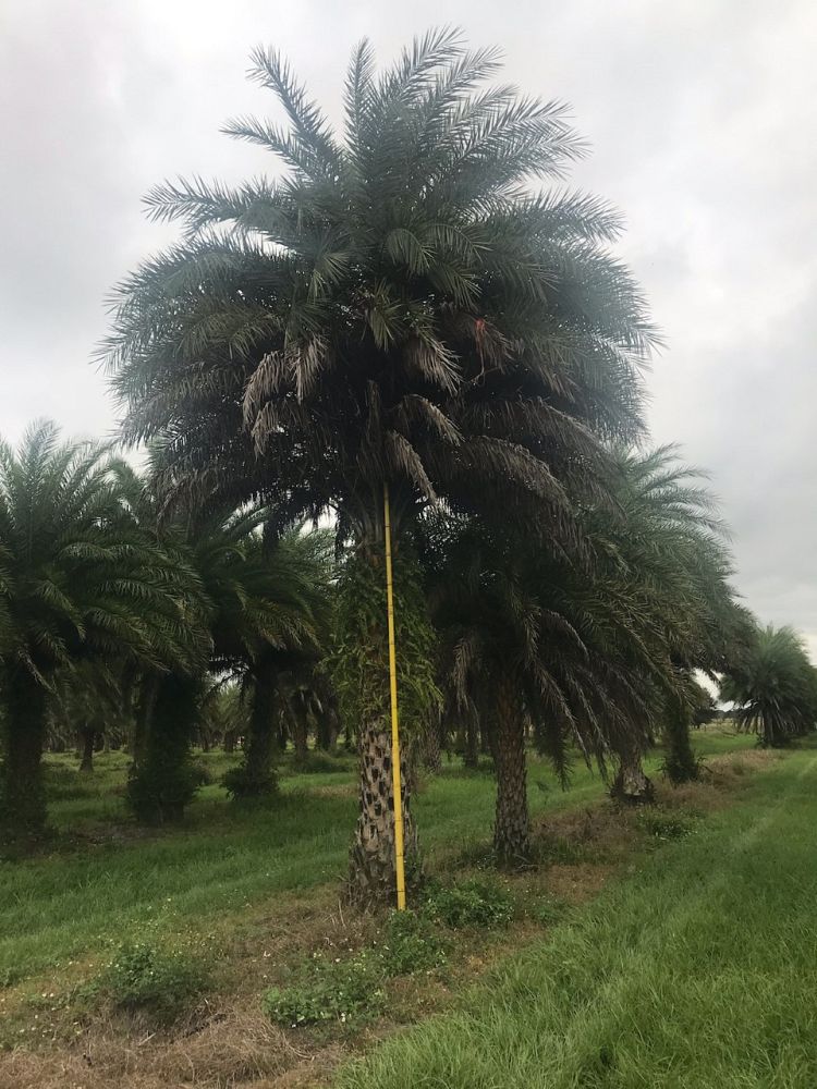 phoenix-sylvestris-sylvester-date-palm-silver-date-palm-wild-date-palm