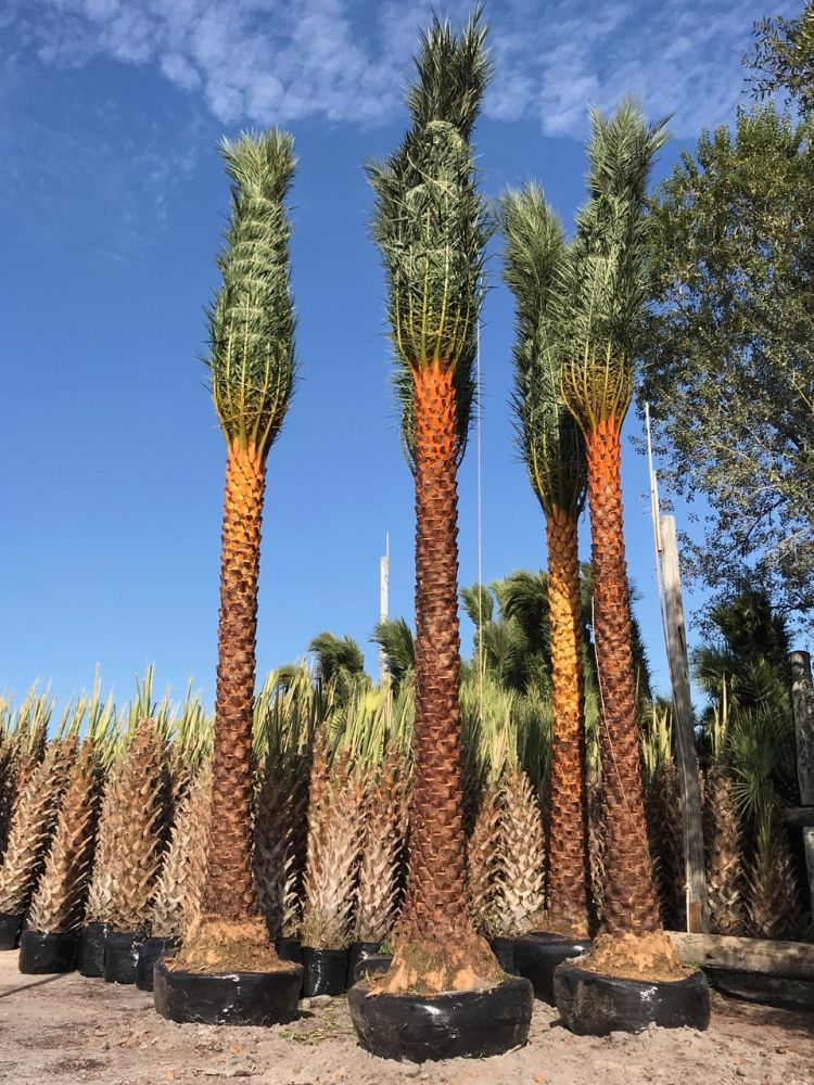 phoenix-sylvestris-sylvester-date-palm-silver-date-palm-wild-date-palm