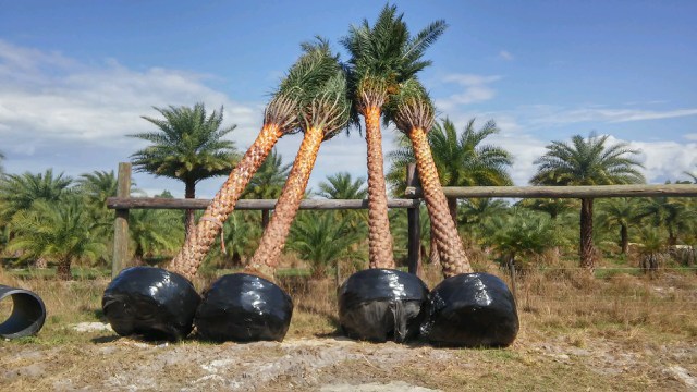 phoenix-sylvestris-sylvester-date-palm-silver-date-palm-wild-date-palm