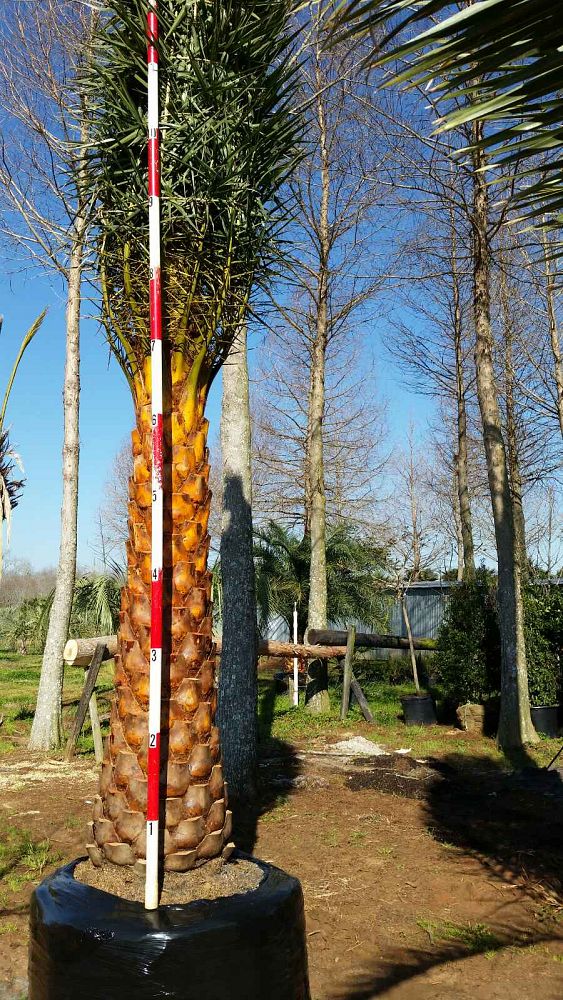 phoenix-sylvestris-sylvester-date-palm-silver-date-palm-wild-date-palm