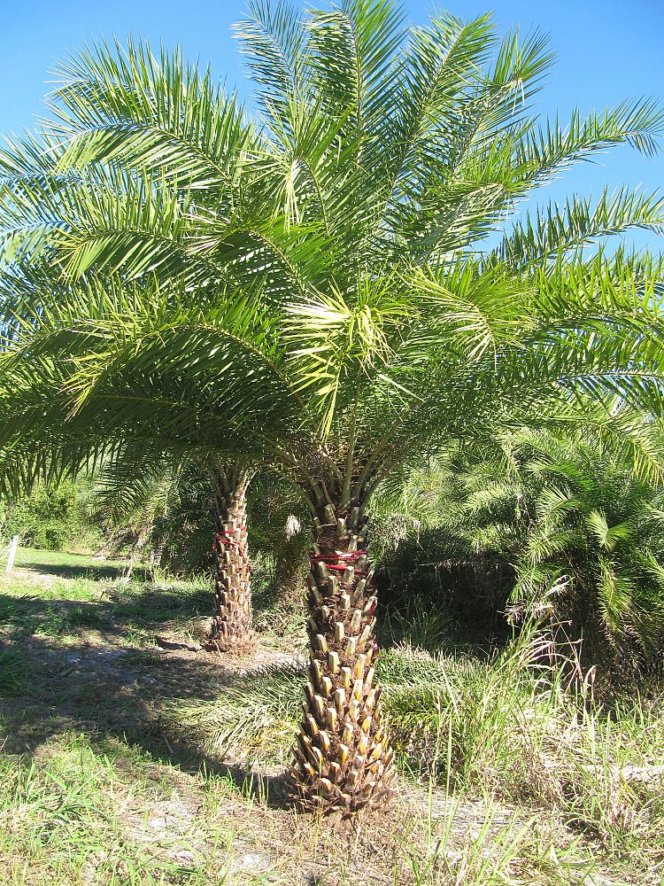 phoenix-sylvestris-sylvester-date-palm-silver-date-palm-wild-date-palm
