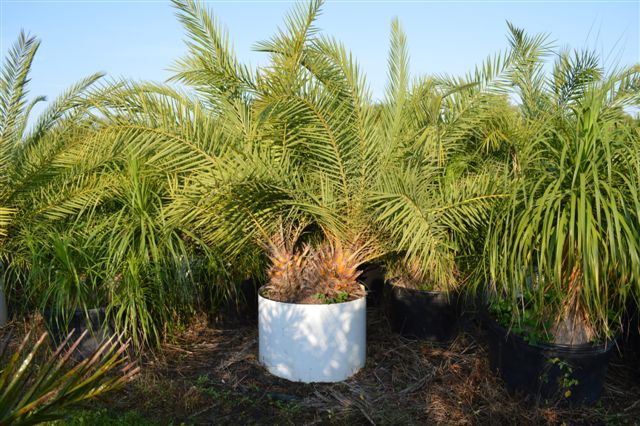 phoenix-sylvestris-sylvester-date-palm-silver-date-palm-wild-date-palm