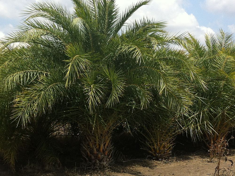 phoenix-sylvestris-sylvester-date-palm-silver-date-palm-wild-date-palm