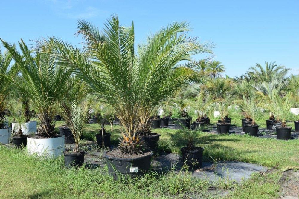 phoenix-sylvestris-sylvester-date-palm-silver-date-palm-wild-date-palm