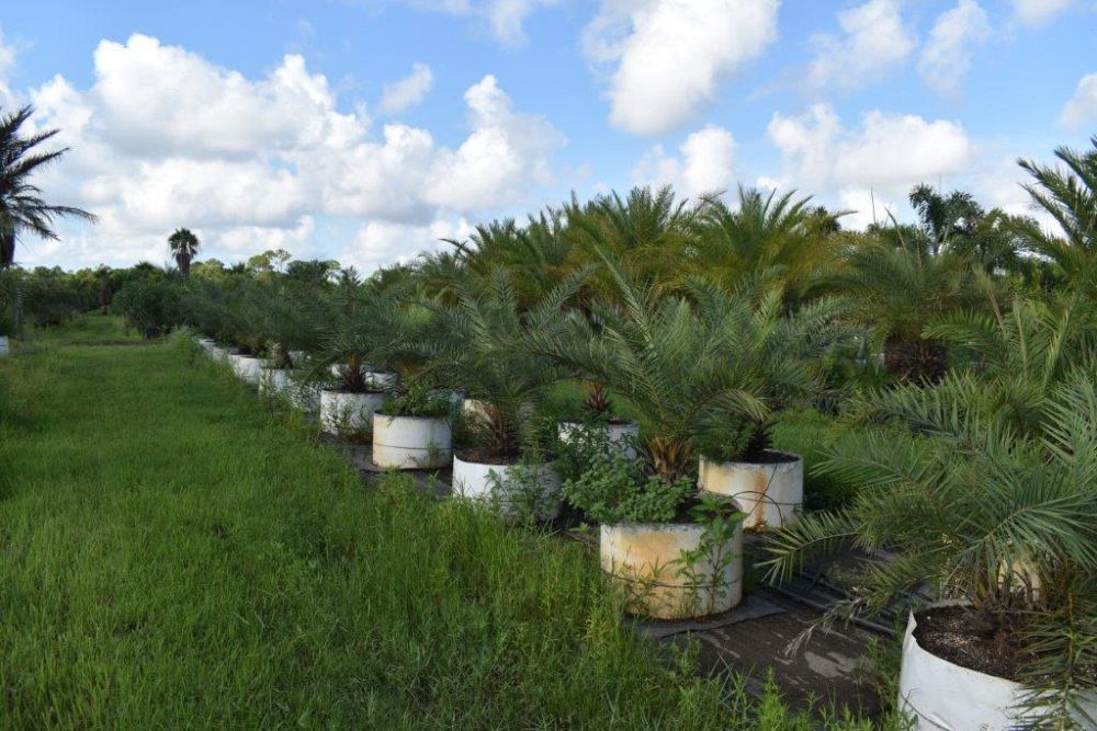 phoenix-sylvestris-sylvester-date-palm-silver-date-palm-wild-date-palm