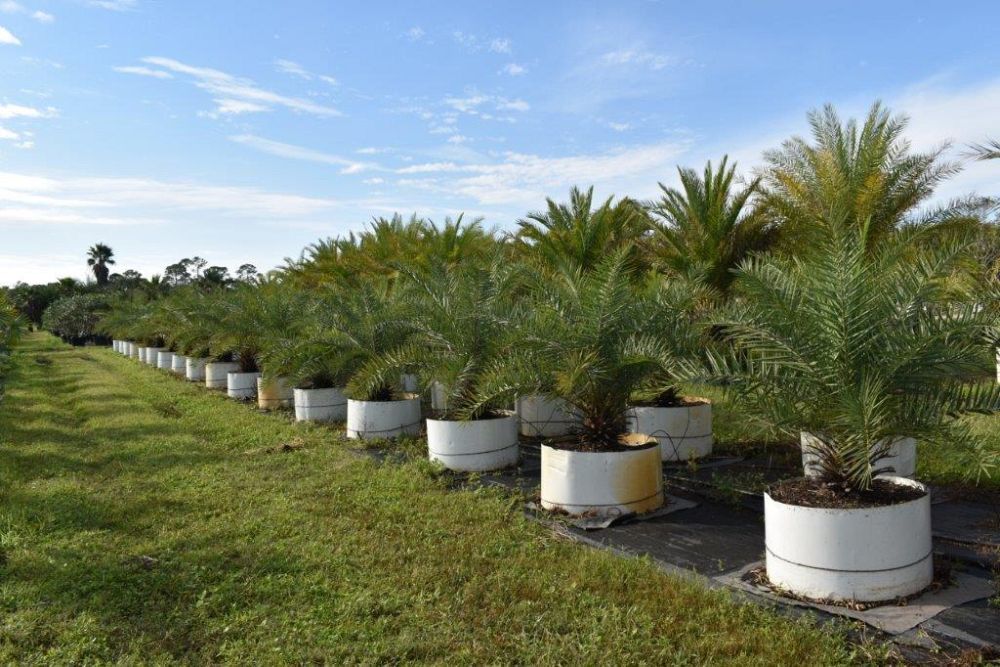 phoenix-sylvestris-sylvester-date-palm-silver-date-palm-wild-date-palm