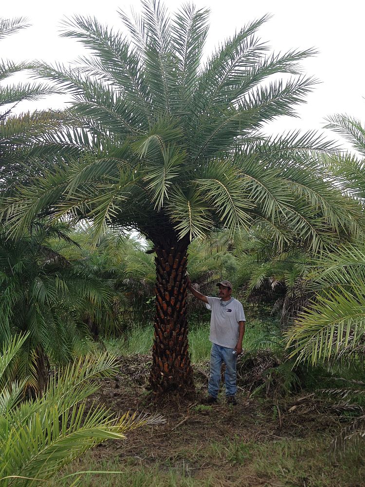 phoenix-sylvestris-sylvester-date-palm-silver-date-palm-wild-date-palm