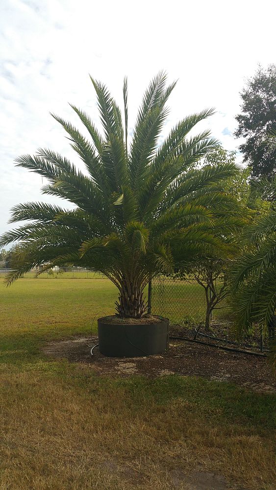 phoenix-sylvestris-sylvester-date-palm-silver-date-palm-wild-date-palm