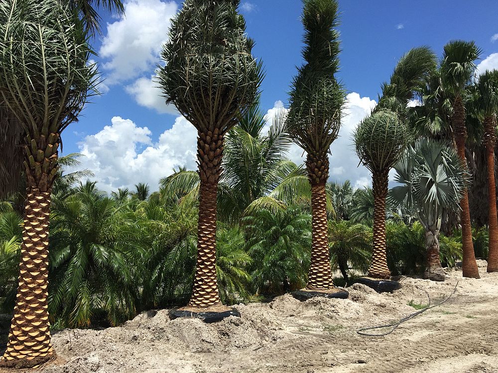 phoenix-sylvestris-sylvester-date-palm-silver-date-palm-wild-date-palm