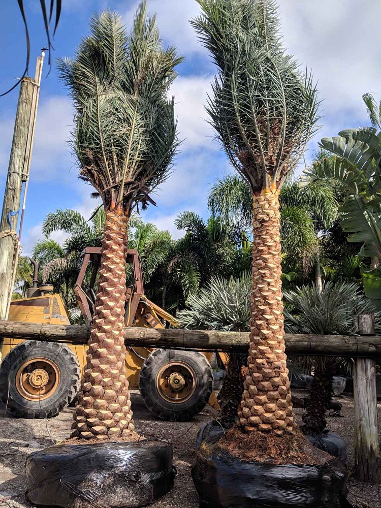 phoenix-sylvestris-sylvester-date-palm-silver-date-palm-wild-date-palm