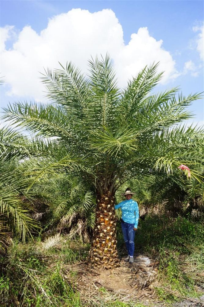 phoenix-sylvestris-sylvester-date-palm-silver-date-palm-wild-date-palm