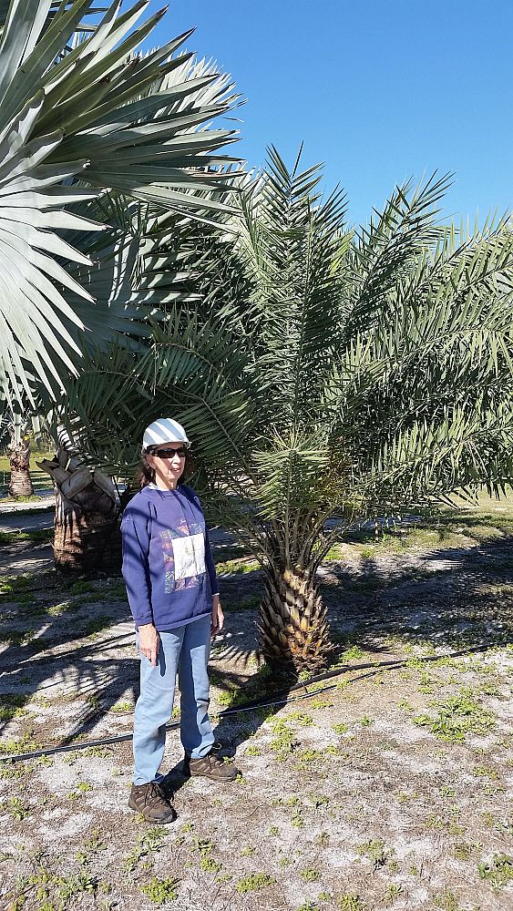 phoenix-sylvestris-sylvester-date-palm-silver-date-palm-wild-date-palm