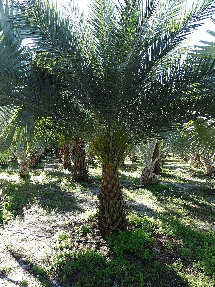 phoenix-sylvestris-sylvester-date-palm-silver-date-palm-wild-date-palm