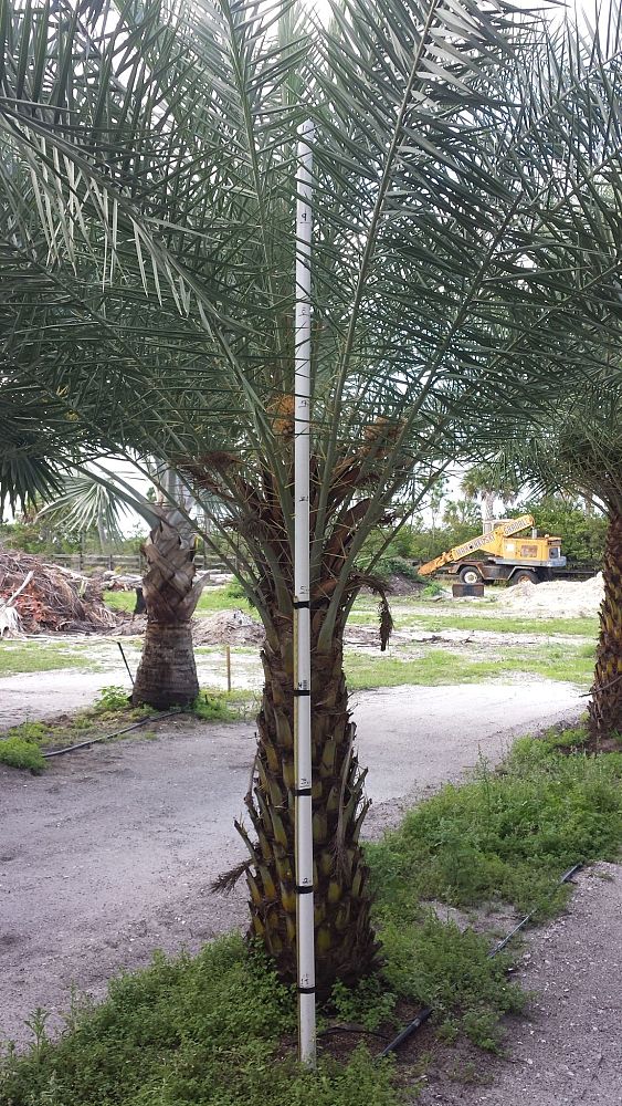 phoenix-sylvestris-sylvester-date-palm-silver-date-palm-wild-date-palm