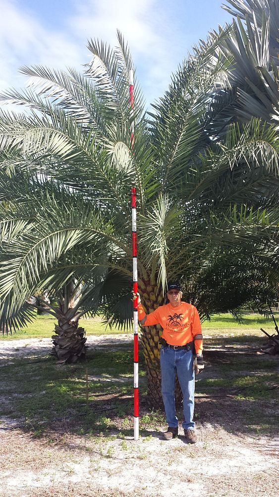 phoenix-sylvestris-sylvester-date-palm-silver-date-palm-wild-date-palm