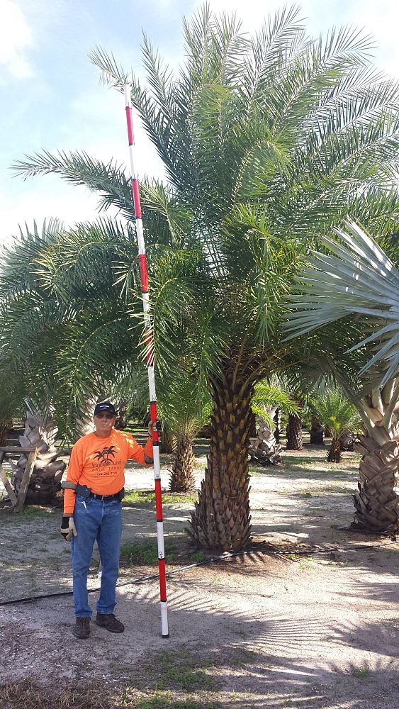 phoenix-sylvestris-sylvester-date-palm-silver-date-palm-wild-date-palm