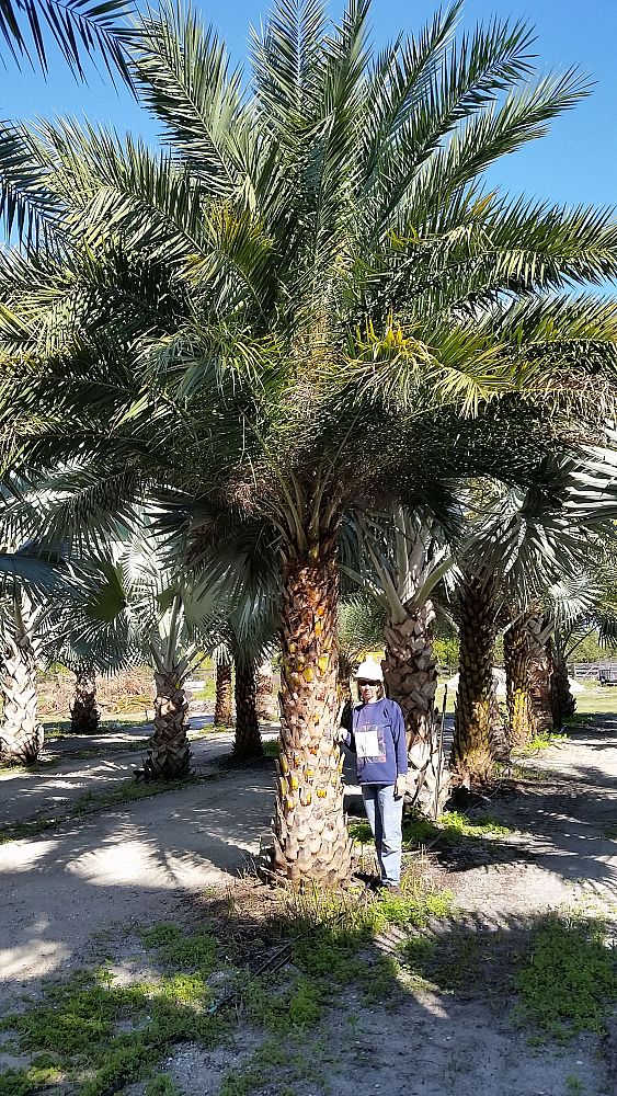 phoenix-sylvestris-sylvester-date-palm-silver-date-palm-wild-date-palm