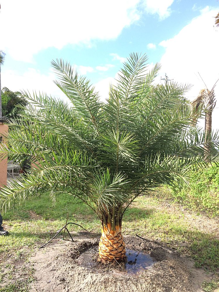 phoenix-sylvestris-sylvester-date-palm-silver-date-palm-wild-date-palm