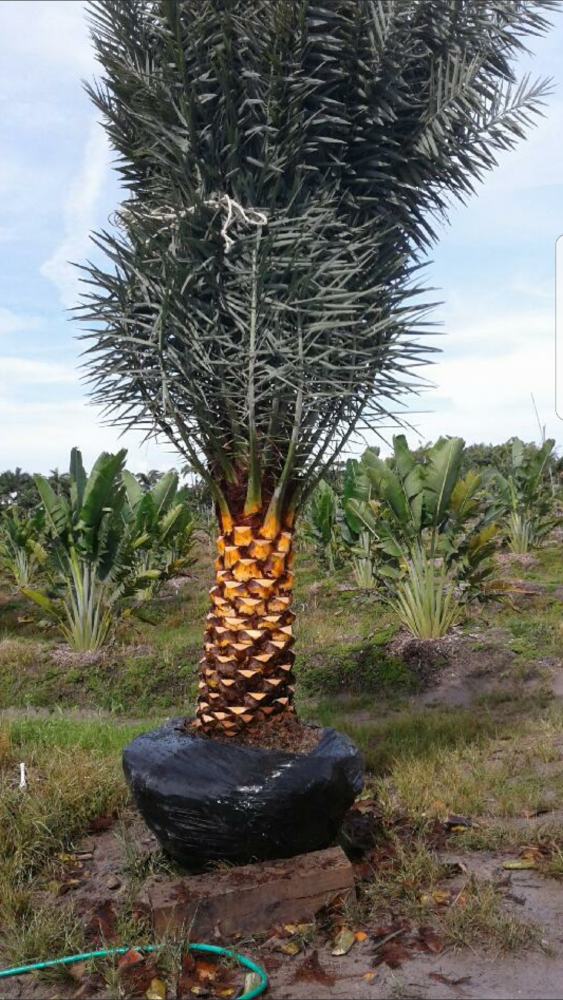 phoenix-sylvestris-sylvester-date-palm-silver-date-palm-wild-date-palm