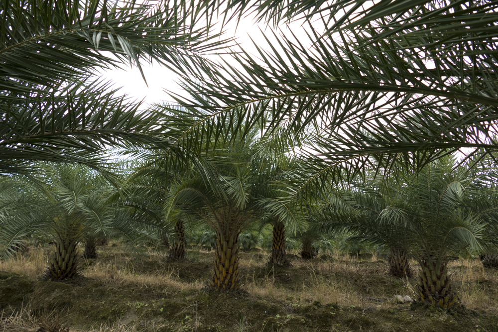 phoenix-sylvestris-sylvester-date-palm-silver-date-palm-wild-date-palm