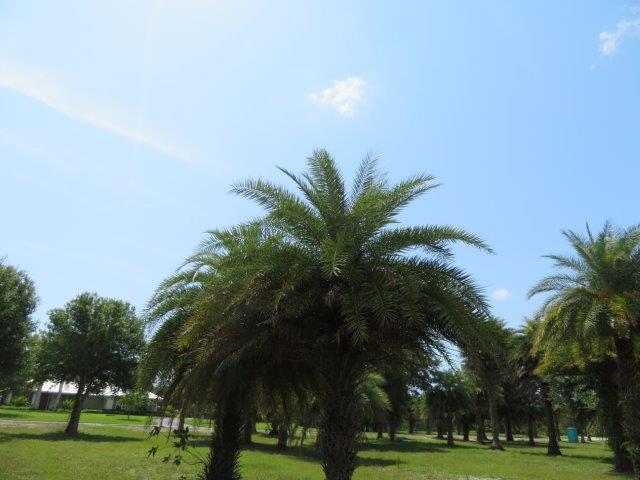 phoenix-sylvestris-sylvester-date-palm-silver-date-palm-wild-date-palm