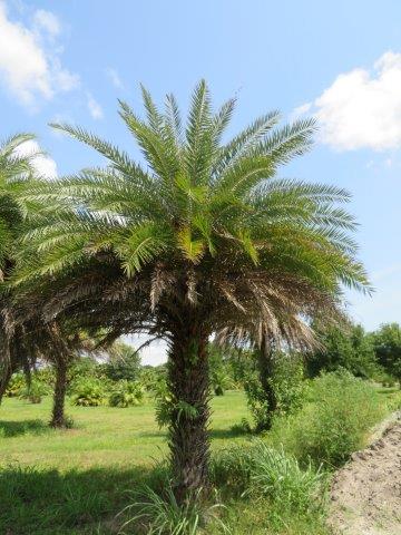 phoenix-sylvestris-sylvester-date-palm-silver-date-palm-wild-date-palm