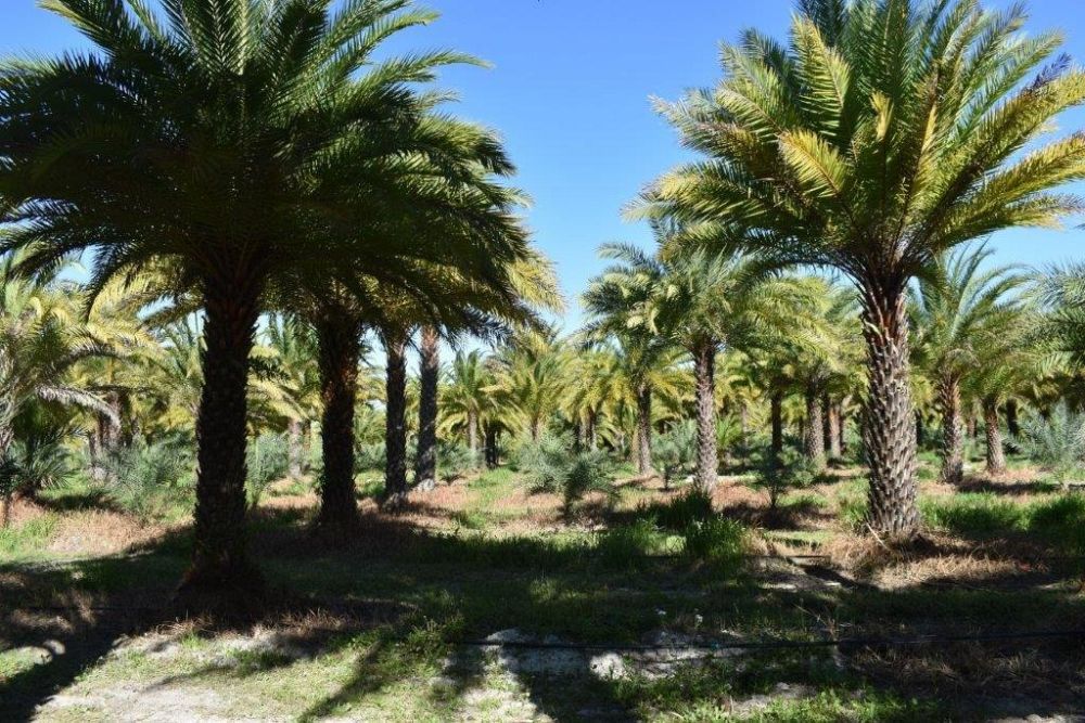 phoenix-sylvestris-sylvester-date-palm-silver-date-palm-wild-date-palm