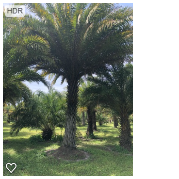 phoenix-sylvestris-sylvester-date-palm-silver-date-palm-wild-date-palm