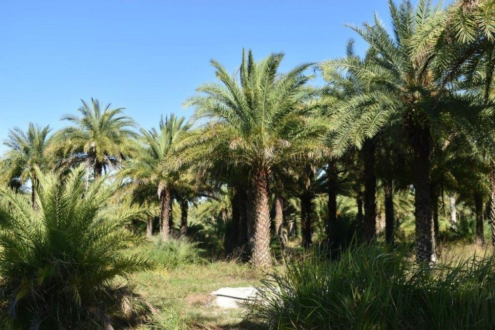 phoenix-sylvestris-sylvester-date-palm-silver-date-palm-wild-date-palm