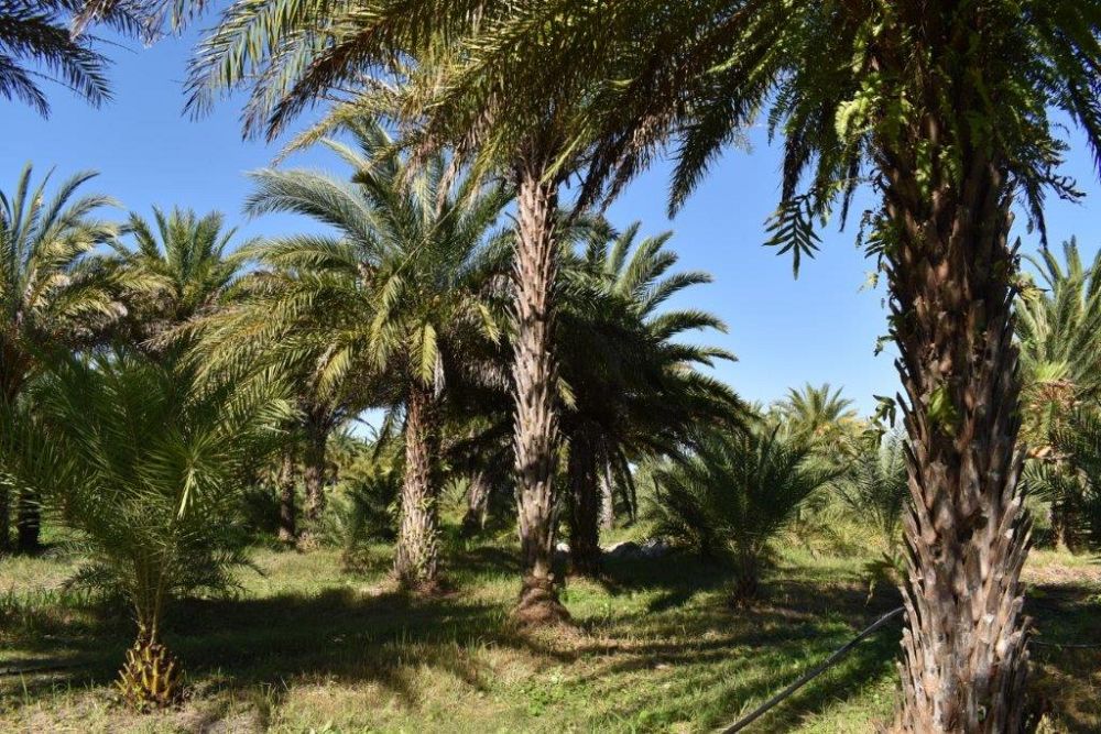 phoenix-sylvestris-sylvester-date-palm-silver-date-palm-wild-date-palm
