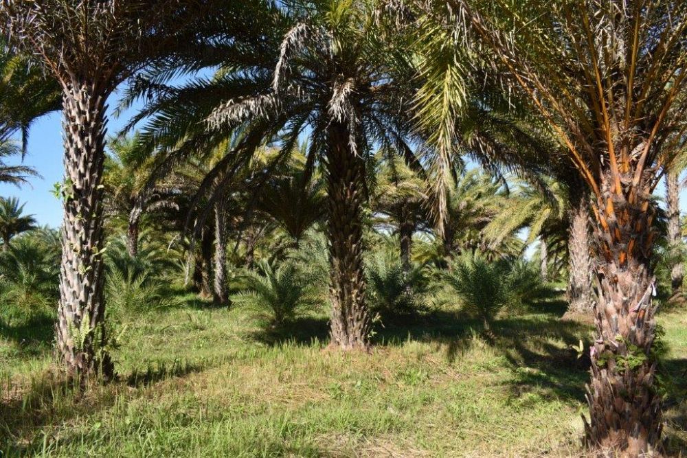 phoenix-sylvestris-sylvester-date-palm-silver-date-palm-wild-date-palm