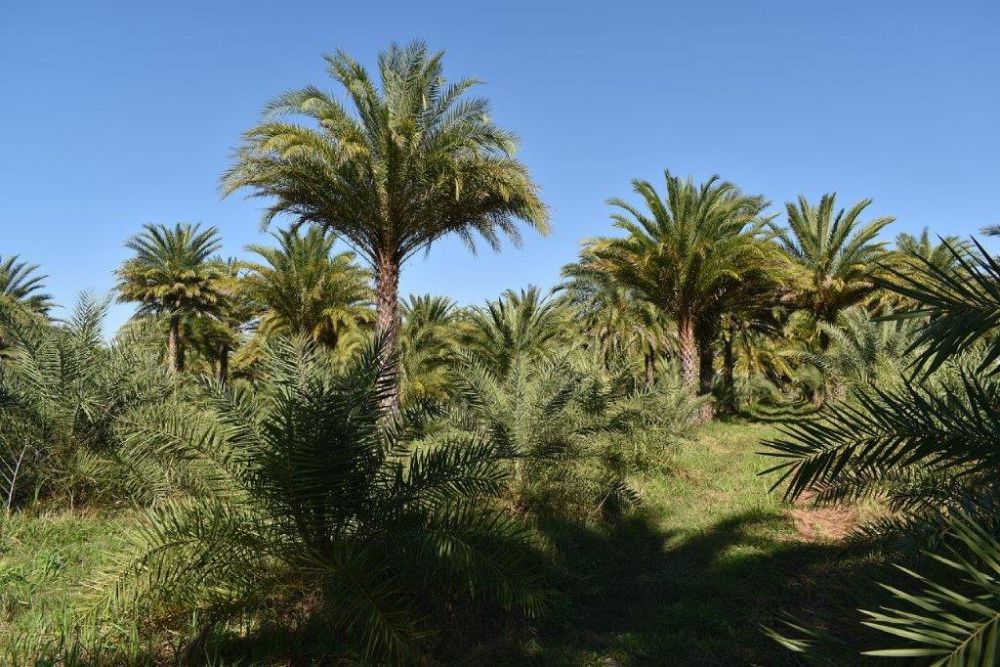 phoenix-sylvestris-sylvester-date-palm-silver-date-palm-wild-date-palm