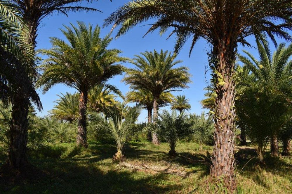 phoenix-sylvestris-sylvester-date-palm-silver-date-palm-wild-date-palm