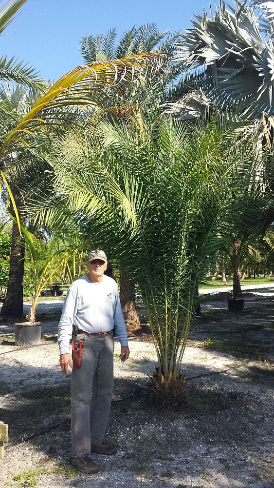 phoenix-sylvestris-sylvester-date-palm-silver-date-palm-wild-date-palm