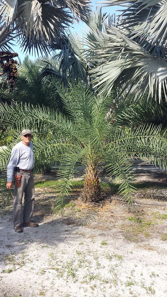 phoenix-sylvestris-sylvester-date-palm-silver-date-palm-wild-date-palm