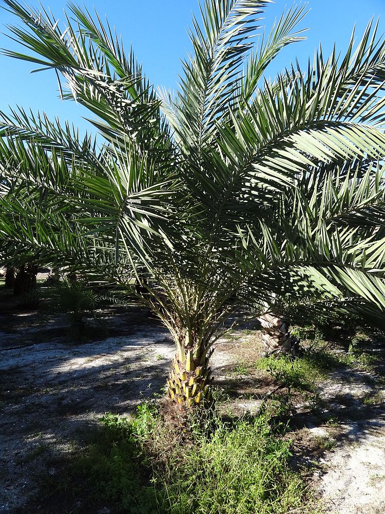 phoenix-sylvestris-sylvester-date-palm-silver-date-palm-wild-date-palm