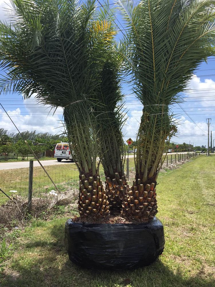 phoenix-sylvestris-sylvester-date-palm-silver-date-palm-wild-date-palm