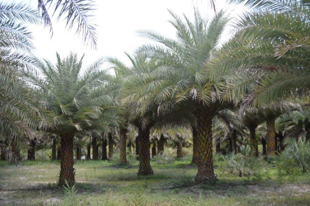 phoenix-sylvestris-sylvester-date-palm-silver-date-palm-wild-date-palm