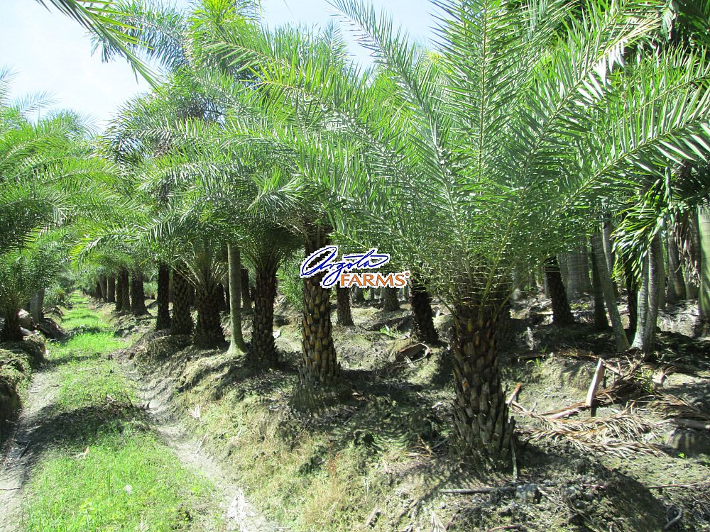 phoenix-sylvestris-sylvester-date-palm-silver-date-palm-wild-date-palm