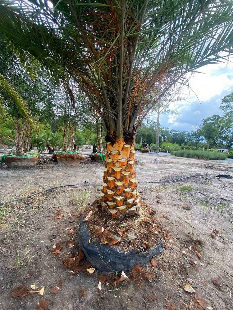 phoenix-sylvestris-sylvester-date-palm-silver-date-palm-wild-date-palm