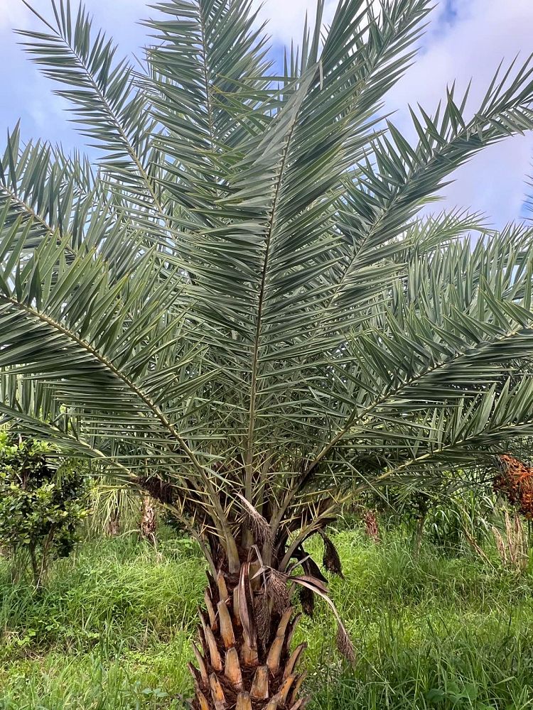 phoenix-sylvestris-sylvester-date-palm-silver-date-palm-wild-date-palm