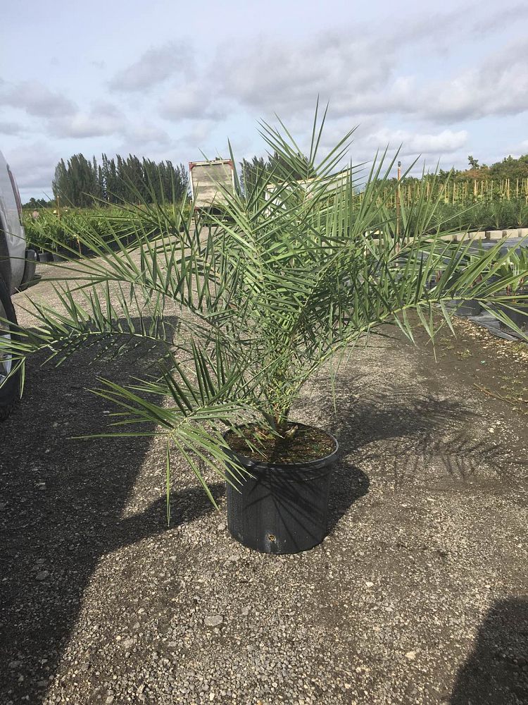 phoenix-sylvestris-sylvester-date-palm-silver-date-palm-wild-date-palm