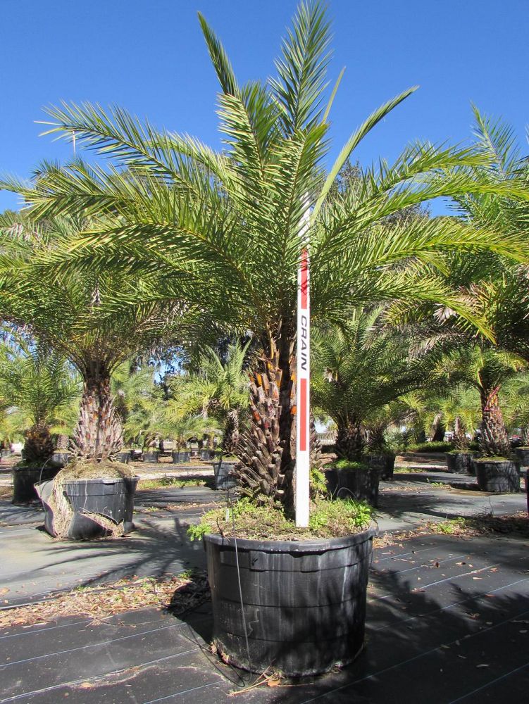 phoenix-sylvestris-sylvester-date-palm-silver-date-palm-wild-date-palm