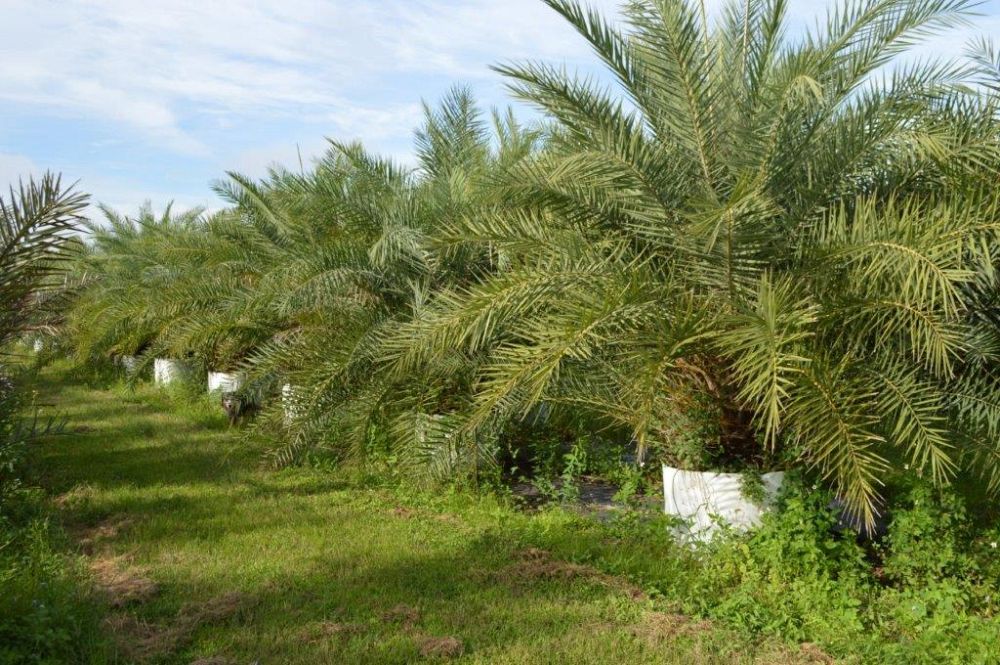 phoenix-sylvestris-sylvester-date-palm-silver-date-palm-wild-date-palm