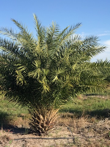 phoenix-sylvestris-sylvester-date-palm-silver-date-palm-wild-date-palm
