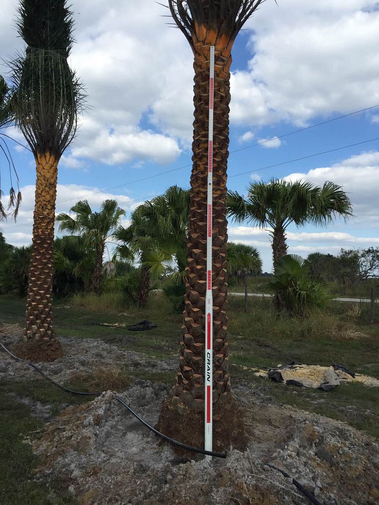 phoenix-sylvestris-sylvester-date-palm-silver-date-palm-wild-date-palm