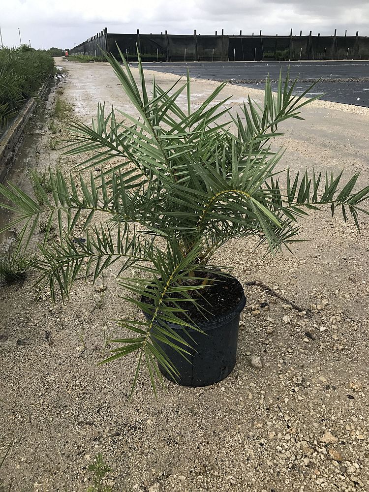 phoenix-sylvestris-sylvester-date-palm-silver-date-palm-wild-date-palm