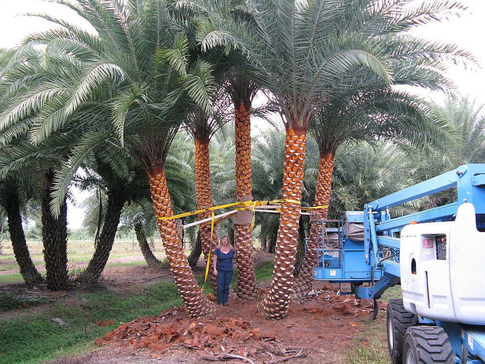 phoenix-sylvestris-sylvester-date-palm-silver-date-palm-wild-date-palm