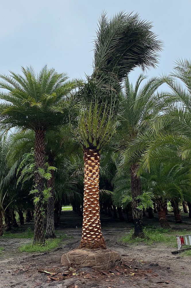 phoenix-sylvestris-sylvester-date-palm-silver-date-palm-wild-date-palm